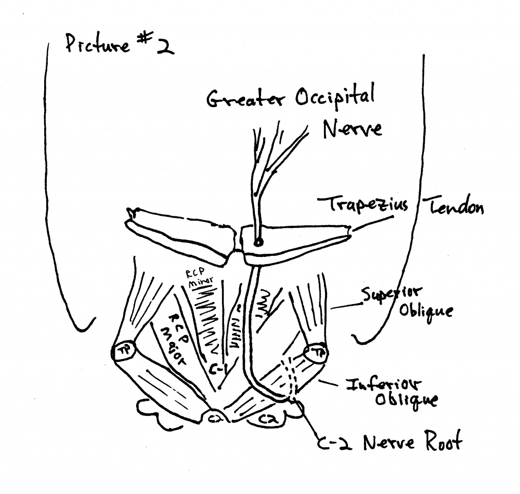 2nd cervical nerve root