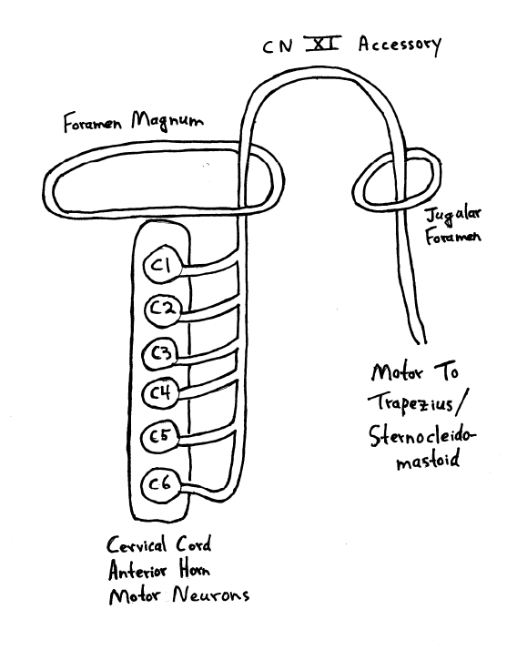 Spinal accessory nerve