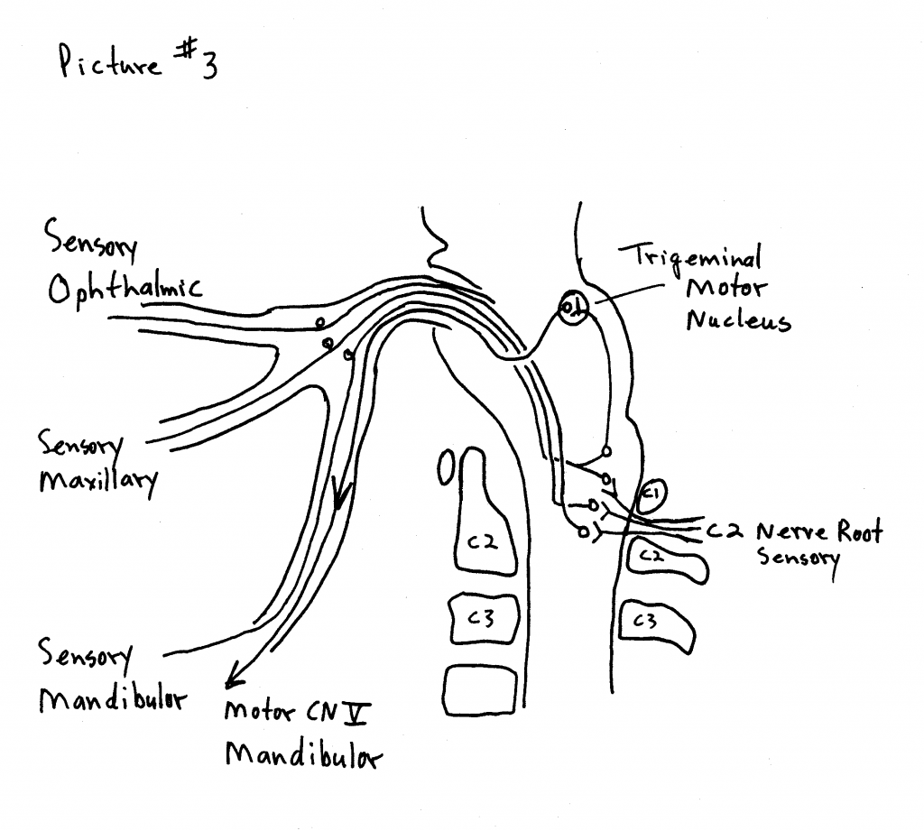 Trigeminal innervation area