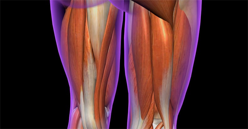 Hamstring muscles