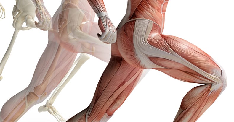 Hip upperleg knee muscles